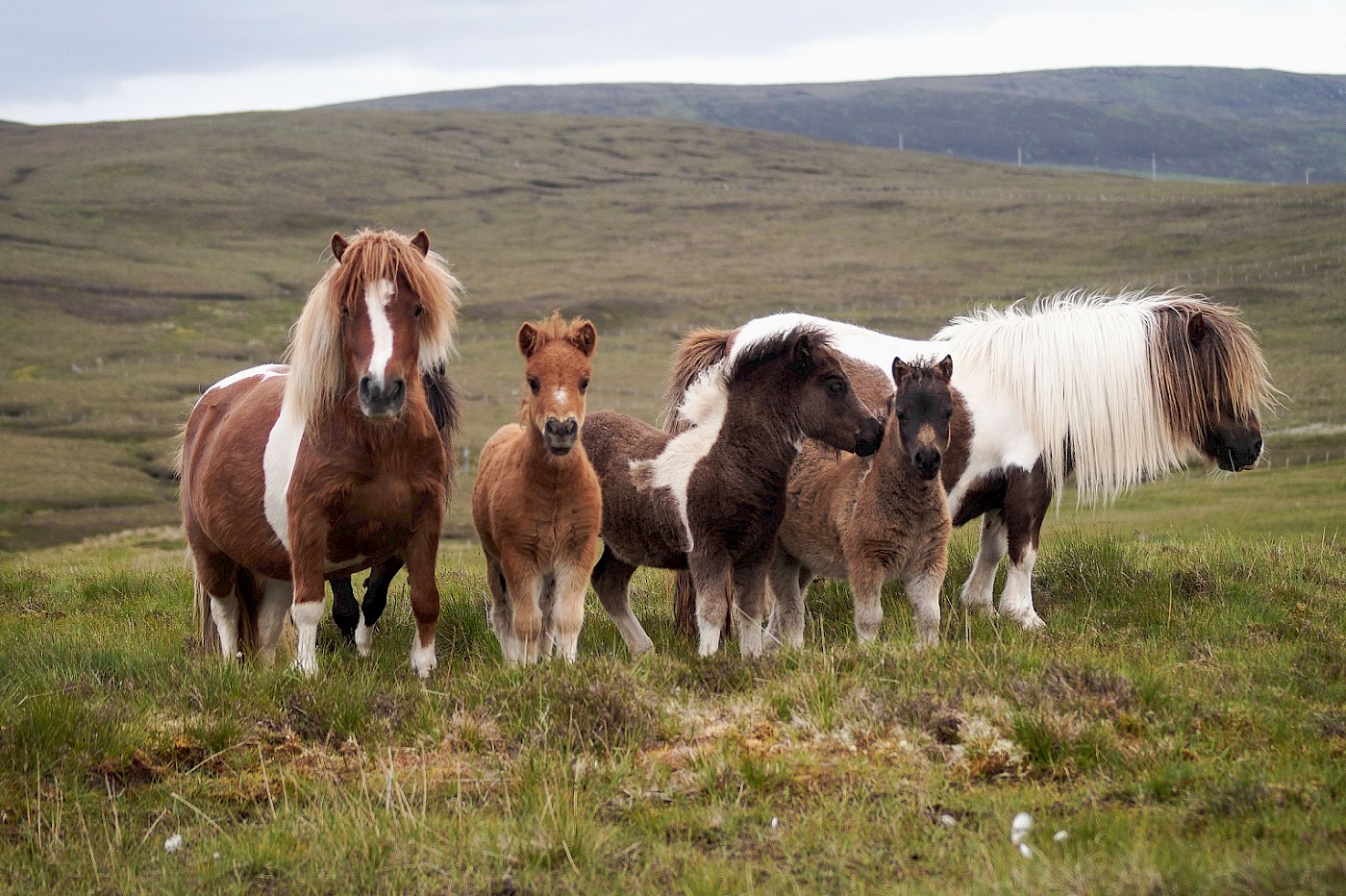 Shetland Pony